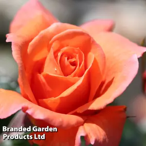 Climbing Rose  Scent from Heaven 2 Bare Roots