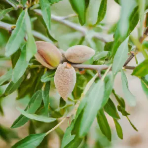 Lincolnshire Fruits Robijn Sweet Almonds Potted 12 Litre