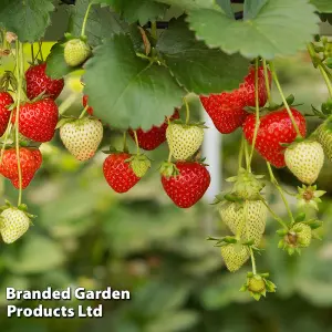 Fruit Strawberry (Fragaria) Elsanta Peat Free 9cm Potted Plant x 1