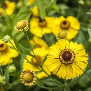 The Bishop Sneezeweed Perennials Flowering Plants Helenium 2L Pot