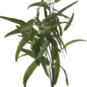 UK Homeliving Eucalyptus Nicholii Spray