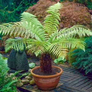 Tree Fern Plant - 40-50cm In Height - Dicksonia Antarctica In a 17cm pot