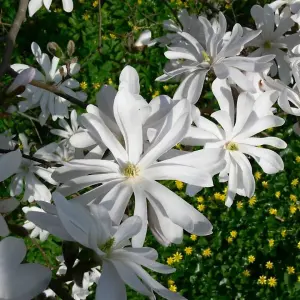 Magnolia stellata 'Water Lily' in 9cm Pot - Star Magnoliaceae Flowering Plant