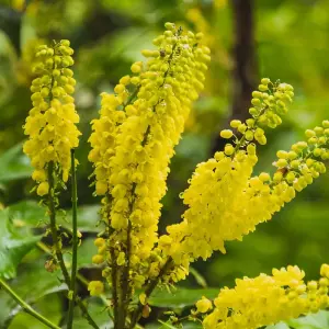 Mahonia japonica Hivernant 9cm Pot x 1