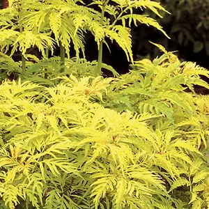 Sambucus Sutherland Gold - Golden Foliage, Low Maintenance Elder Plant, Hardy (20-30cm Height Including Pot)