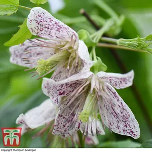 Winter Flowering Clematis - Advent Bells 7cm Potted Plant x 2