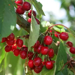 Cherry Stella Prunus Avium Sweet Cherry Outdoor Fruit Tree Bare Root 1.2M