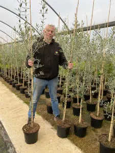 Direct Plants Large Olea Europaea Olive Tree 4-5ft Tall Supplied in a 7.5 Litre Pot