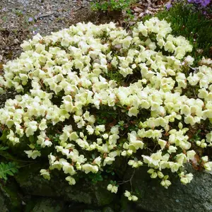 Rhododendron Wren (15-25cm Height Including Pot) Garden Plant - Compact Shrub, Pink Blooms