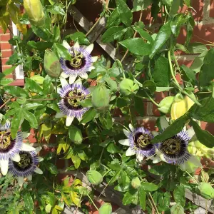 Passiflora Damsels Delight Garden Plant - Exotic Blooms, Compact Size (20-30cm Height Including Pot)