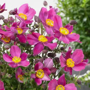 Anemone Fantasy Red Riding Hood - Rich Pink Blooms, Compact Size (15-30cm Height Including Pot)