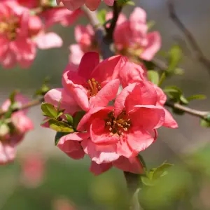 3 x Chaenomeles Mix in 9cm Pots - Flowering Quince - Incs Varieties Like Jet Trail - Nivalis - Nicoline - Pink Trail - Lemon & Lim