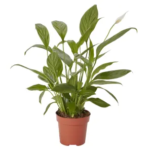 Verve Peace lily in Terracotta Plastic Grow pot 12cm