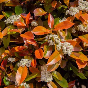 Hardy Shrub - Photinia Red Robin Standard Tree -3 Litre Potted Plant x 4 - Ready to Plant in Pots, Containers and Gardens