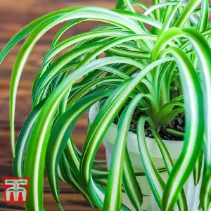 Chlorophytum Spider Plant - Houseplant - 1 Plant