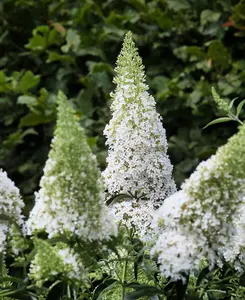 Buddleja Butterfly Candy Little White - 9cm pot