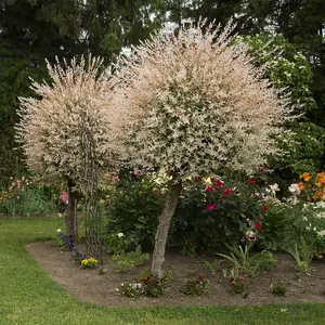 Flamingo Willow Tree, Salix Integra 'Hakuro-nishiki' - 80cm Standard Tree in a 3L Pot