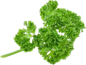 Herb Parsley Champion 1 Seed Packet (750 Seeds)