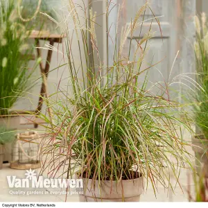 Miscanthus (Grass) Ruby Cute 12cm Potted Plant x 1