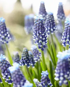 Carbeth Plants - 100 x Muscari Grape Hyacinth Night Eyes Spring Bulbs - Blue Spring Flowering Perennials - UK Hardy Low Maintenanc