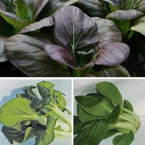 Pak Choi Tricolour Mix 1 Seed Packet