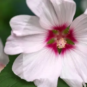 Lavatera Barnsley 3 Litre Potted Plant x 1