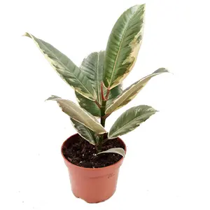 House Plant - Rubber Tree - Tineke - 12 cm Pot size - 30-40 cm Tall - Ficus Elastica - Indoor Plant