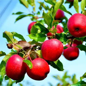 Katy Apple Tree  4-5ft, Ready to fruit. Sweet,Juicy Strawberry Taste 3FATPIGS