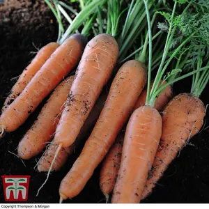 Carrot Early Nantes 5 1 Seed Packet (1000 Seeds)