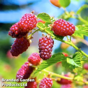 Fruit Tayberry (Rubus) 9cm Potted Plant x 3