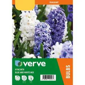 Hyacinth Blue & White mix 9 Flower bulbs