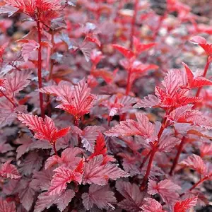 3 x Physocarpus 'Lady In Red' in 9cm Pots - Fast Growing Shrub - Rich Foliage