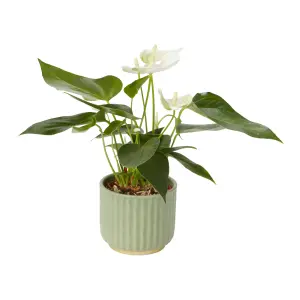 Verve Anthurium mix in Assorted cream or green Ceramic Decorative pot 9cm