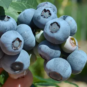 Vaccinium Nelson - Hardy Fruit Shrub, Blueberry Fruits, Low Maintenance (20-30cm Height Including Pot)