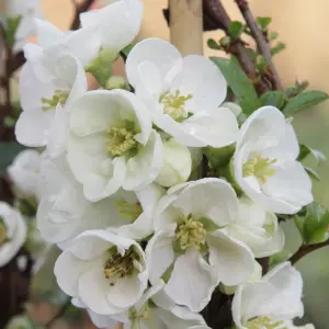 3 x Chaenomeles Mix in 9cm Pots - Flowering Quince - Incs Varieties Like Jet Trail - Nivalis - Nicoline - Pink Trail - Lemon & Lim