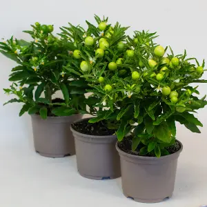 3 x Solanum - Plants Outdoor in 10.5cm Growers Pots