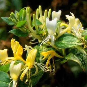 Lonicera japonica Horwood Gem Yellow Flowering Climbing Plant 60cm Cane 3L Pot