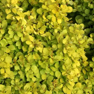 Berberis Golden Horizon - Outdoor Flowering Shrub, Ideal for UK Gardens, Compact Size (15-30cm Height Including Pot)