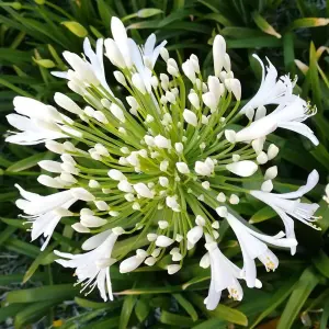 Agapanthus Mi Casa - Large White Flowers, Perennial, Compact (10-20cm Height Including Pot)