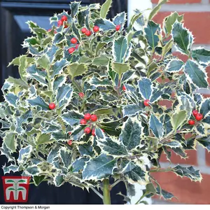 Ilex (Holly) Argentea Marginata Standard 2 Litre Potted Plant x 2