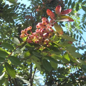 Sorbus Hupehensis Tree - Pink Hupeh Mountain Ash, Pink Berries, White Flowers, Hardy (5-6ft)