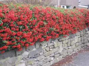 Pyracantha Red 60cm Height Evergreen Hedge Plant Pack of 6