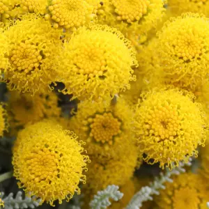 Santolina Chamaecyparissus Garden Plant - Silvery Foliage, Bright Yellow Flowers, Compact Size (20-30cm Height Including Pot)