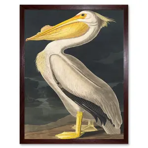 Audubon Style Vintage Detailed Pelican Bird - Print Brown Framed Paper / 43cm H x 33cm W x 2cm D