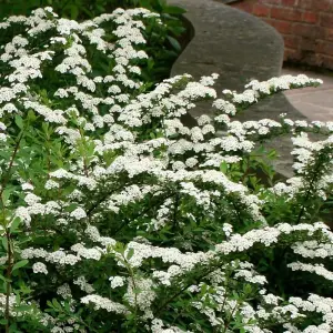 Snowmound Spiraea Outdoor Shrub Plant Spiraea Nipponica 2L Pot