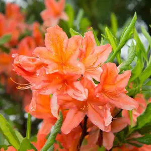 Azalea japonica Orange 17cm Potted Plant x 1