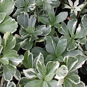 Pachysandra Variegata - Variegated Foliage, Evergreen Plant, Hardy (20-30cm Height Including Pot)