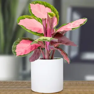 Calathea Roseopicta Rosy - Exotic Foliage, Indoor Houseplant (12cm, 30-40cm)