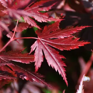 Acer Trompenburg - Japanese Maple, Outdoor Plant, Ideal for Gardens, Compact Size (80-100cm Height Including Pot)