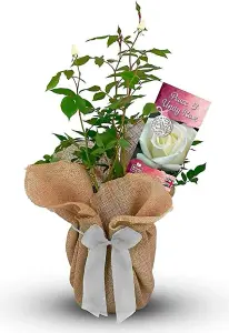 Peace and Unity Rose Bush Gift Wrapped - Plant Gift Perfect for Gardeners